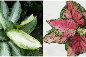 8 Tanaman aglonema termurah dan terjangkau, ada snow white