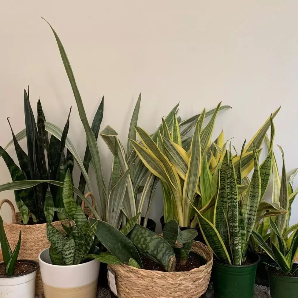 Cara merawat lidah mertua hijau kuning yellow stone © Instagram