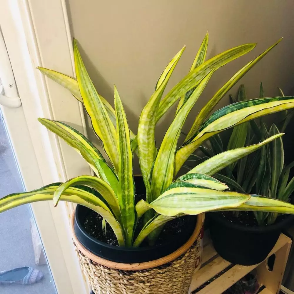 Cara merawat lidah mertua hijau kuning yellow stone © Instagram