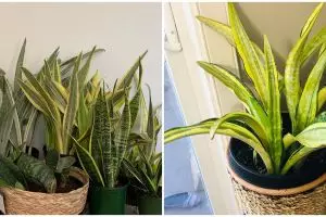 Cara merawat lidah mertua hijau kuning yellow stone, simpel dan mudah