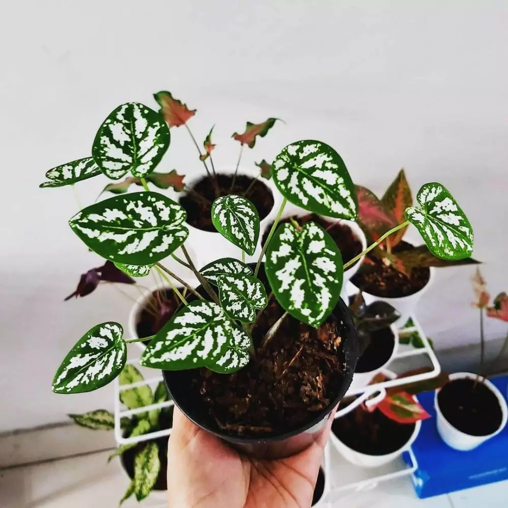 Asal usul tanaman hias keladi Instagram