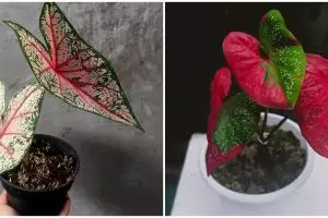 Asal usul tanaman hias keladi, sejarah, fakta dan kelebihannya