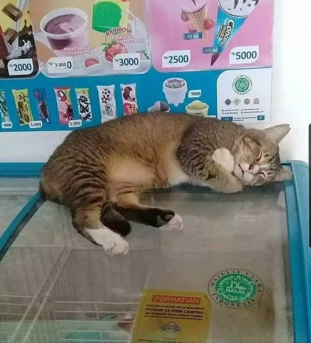 aksi hewan lagi gabut © Instagram aksi hewan lagi gabut © Instagram