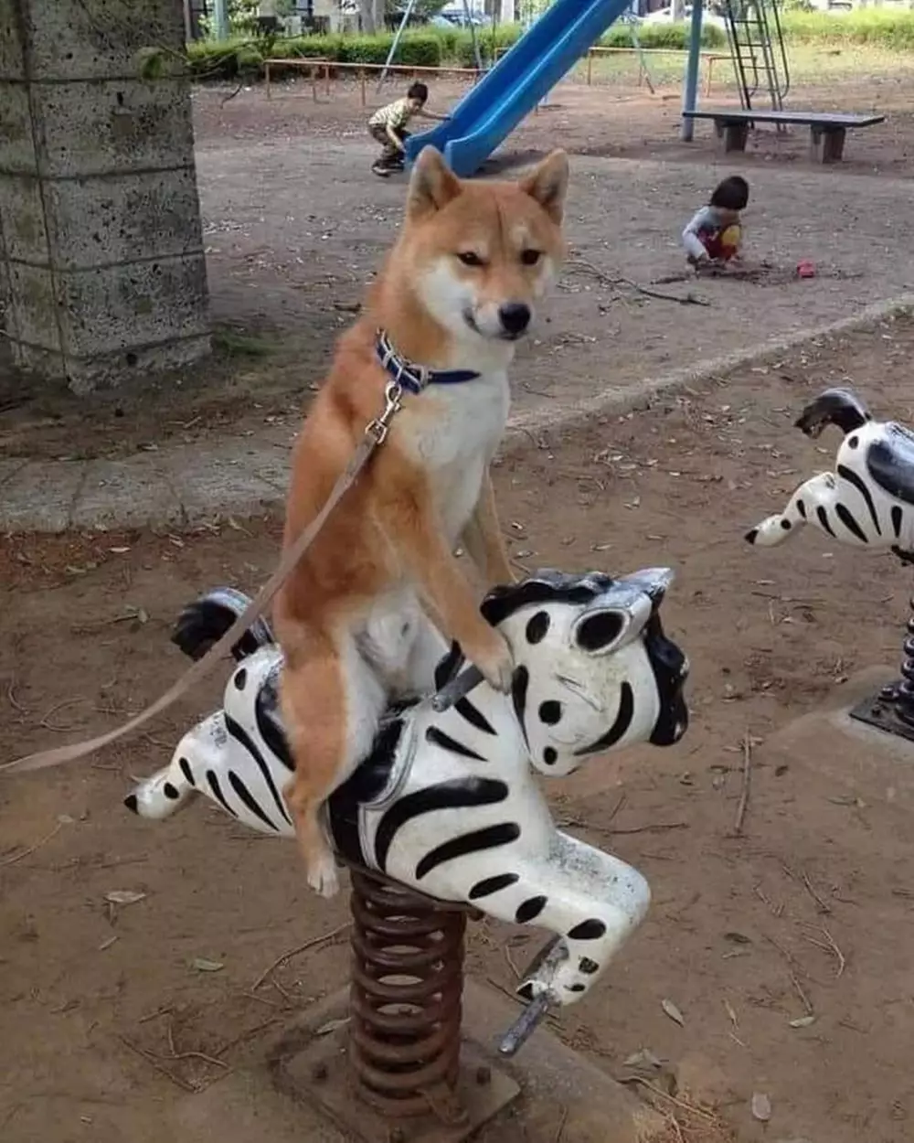 aksi hewan lagi gabut © Instagram aksi hewan lagi gabut © Instagram