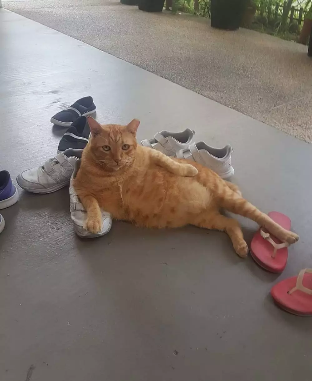 aksi hewan lagi gabut © Instagram aksi hewan lagi gabut © Instagram