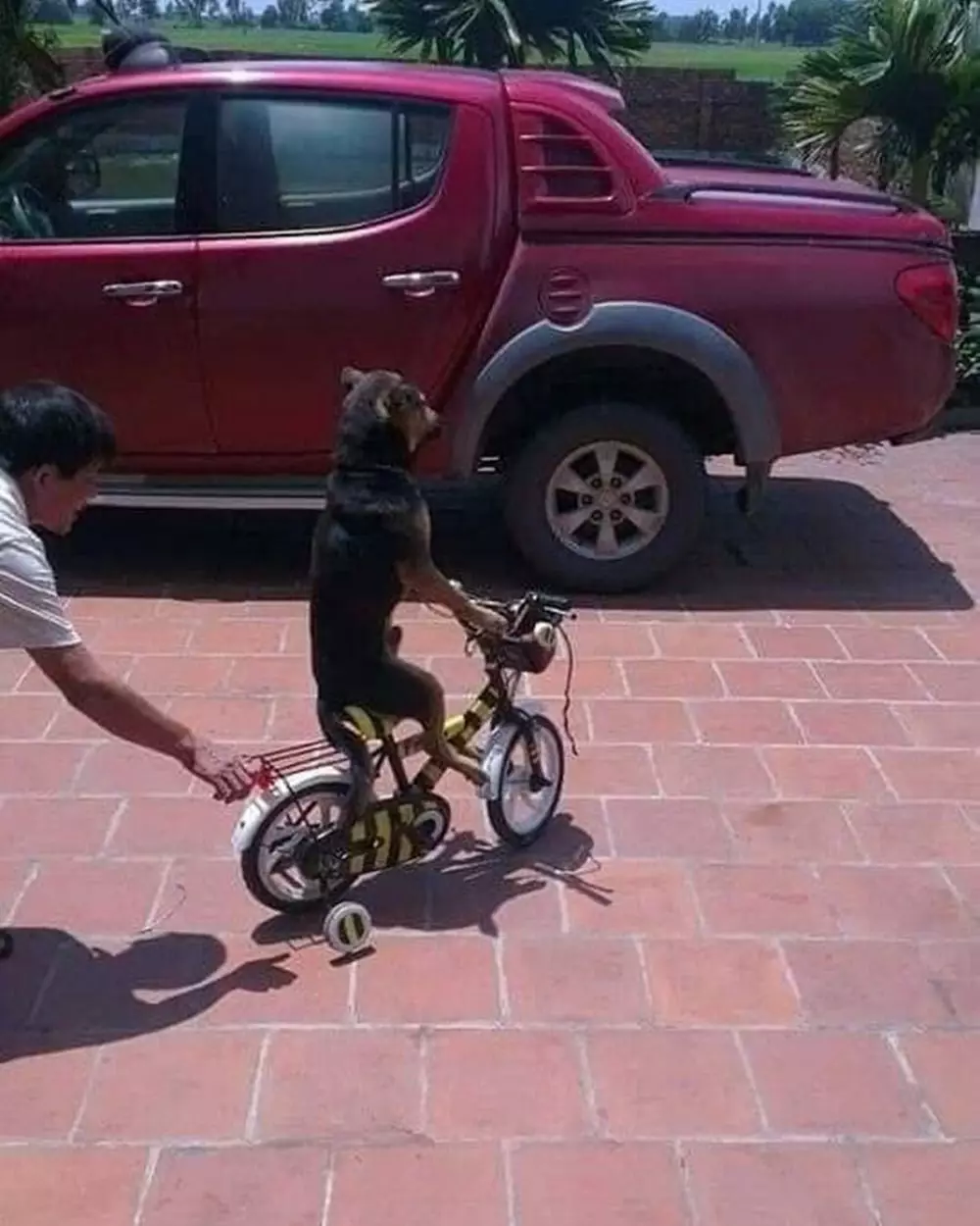 aksi hewan lagi gabut © Instagram aksi hewan lagi gabut © Instagram