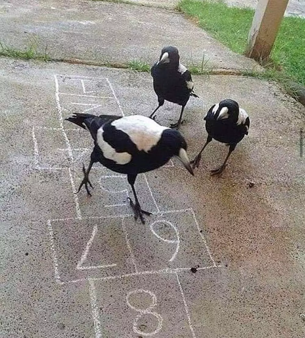 aksi hewan lagi gabut © Instagram aksi hewan lagi gabut © Instagram