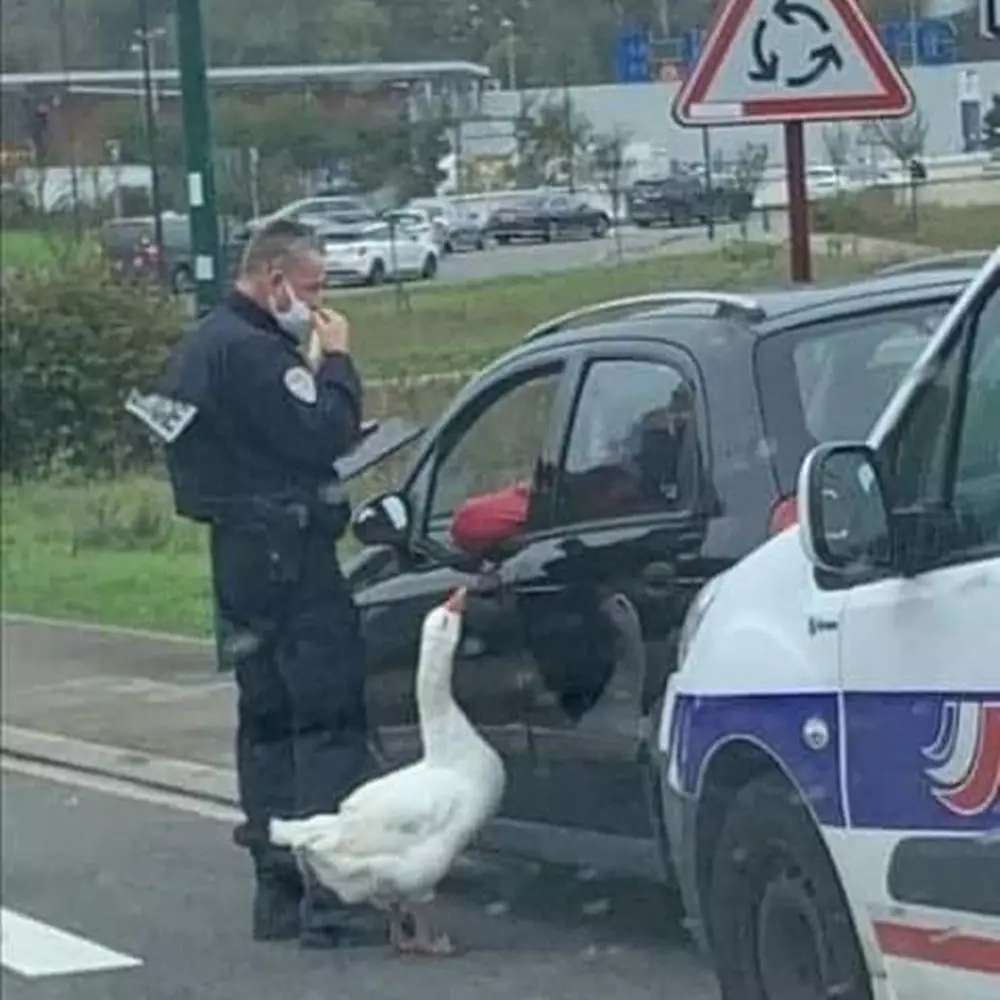 aksi hewan lagi gabut © Instagram aksi hewan lagi gabut © Instagram