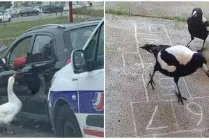 10 Aksi nyeleneh kalau hewan lagi gabut, bikin bingung manusia