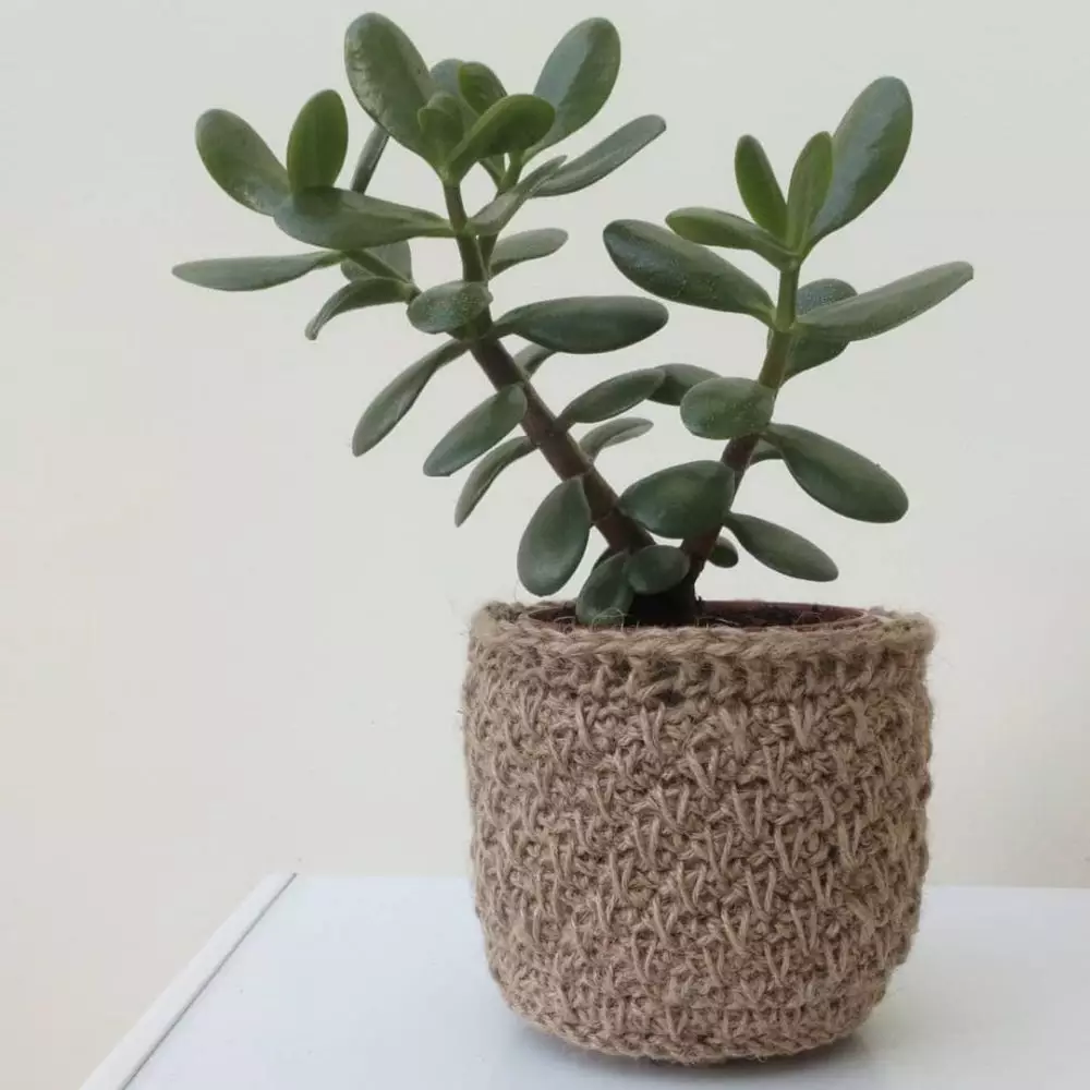 Tanaman hias daun bulat Instagram © 2021 brilio.net Tanaman hias daun bulat Instagram © 2021 brilio.net