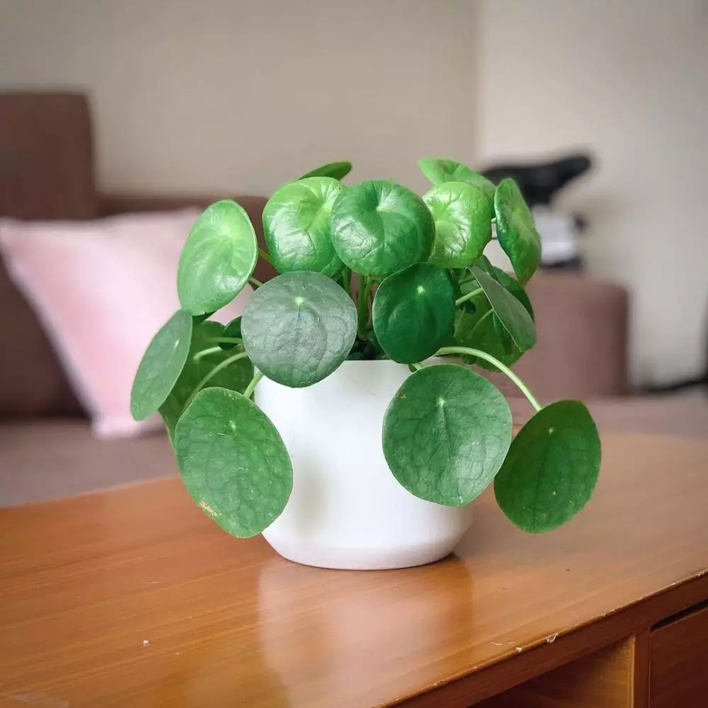 Tanaman hias daun bulat Instagram © 2021 brilio.net Tanaman hias daun bulat Instagram © 2021 brilio.net