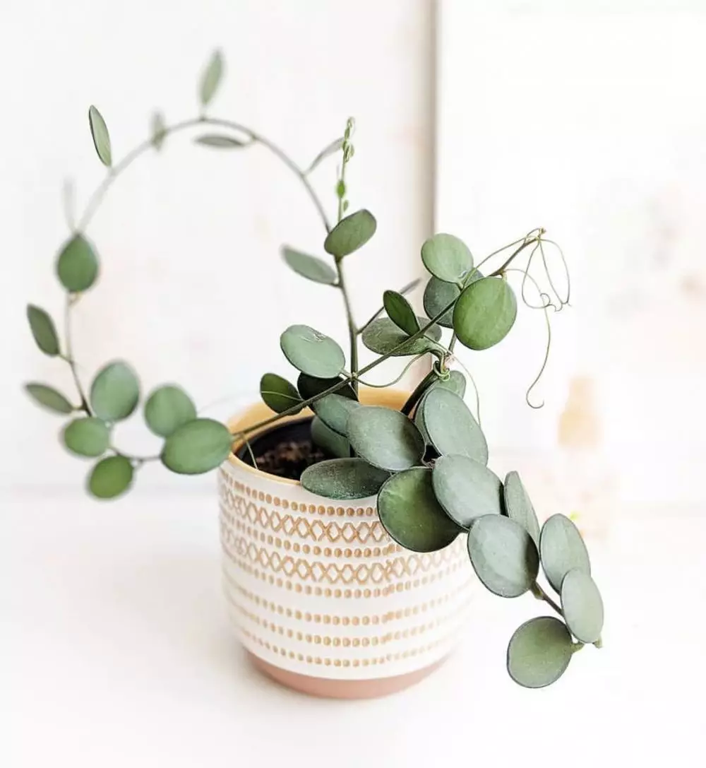 Tanaman hias daun bulat Instagram © 2021 brilio.net Tanaman hias daun bulat Instagram © 2021 brilio.net