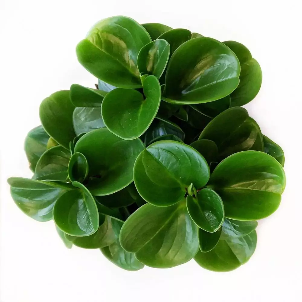 Tanaman hias daun bulat Instagram © 2021 brilio.net Tanaman hias daun bulat Instagram © 2021 brilio.net