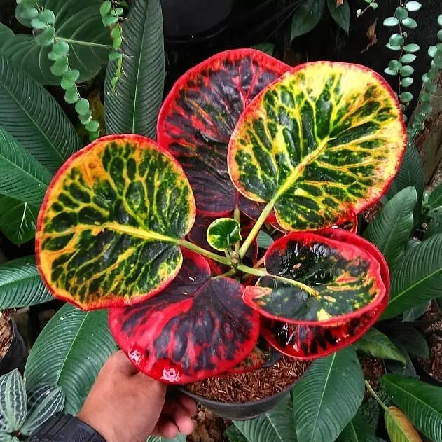 Tanaman hias daun bulat Instagram © 2021 brilio.net Tanaman hias daun bulat Instagram © 2021 brilio.net