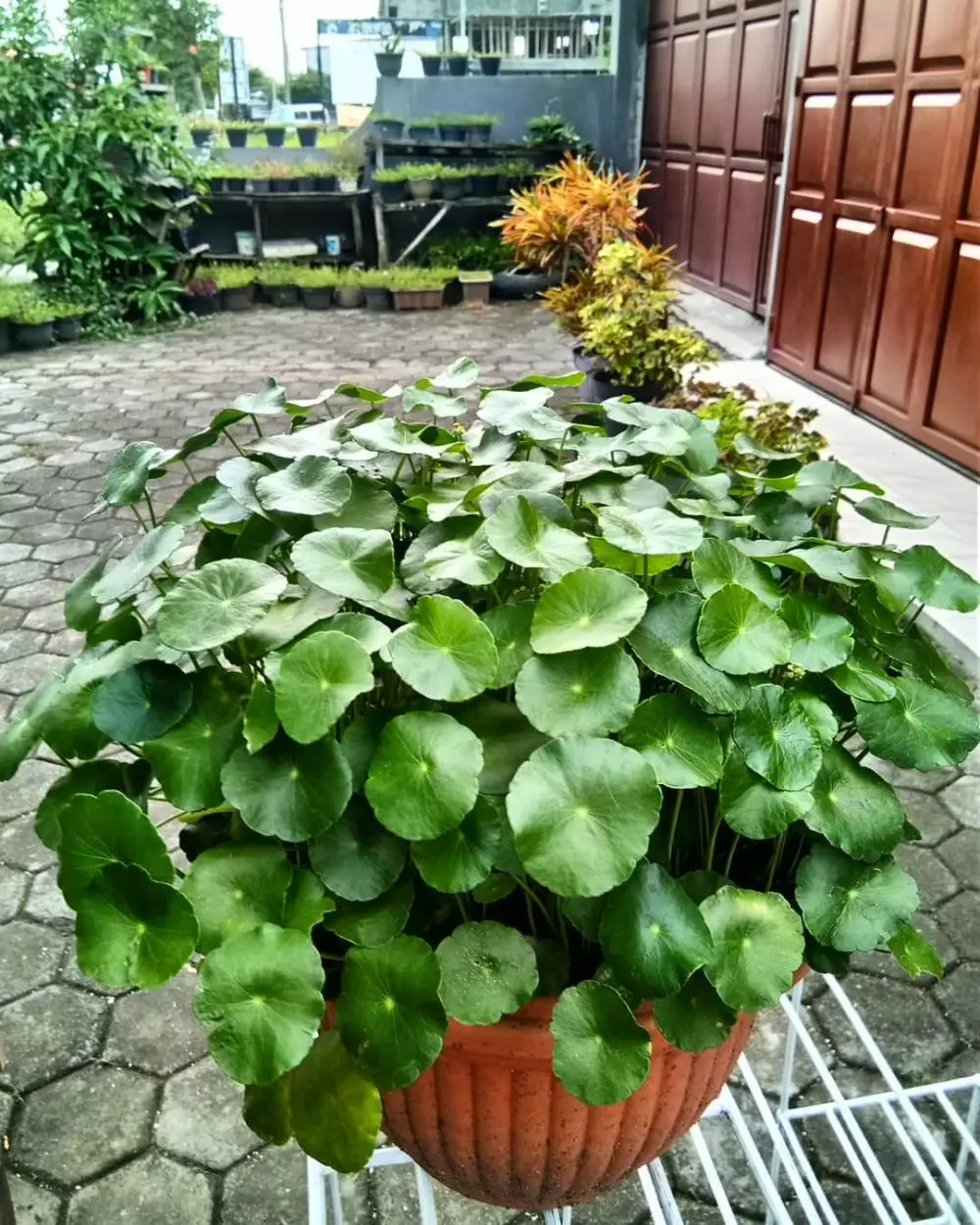Tanaman hias daun bulat Instagram © 2021 brilio.net Tanaman hias daun bulat Instagram © 2021 brilio.net