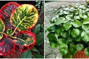 6 Tanaman hias daun bulat, unik, indah, dan mudah dirawat