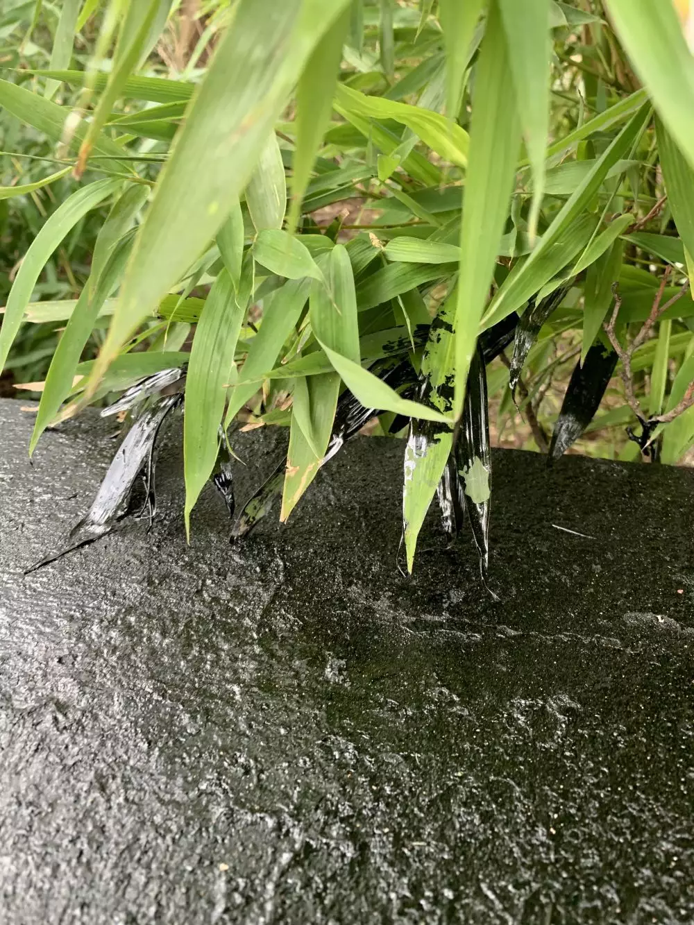 momen nggak niat ngecat © Berbagai Sumber momen nggak niat ngecat © Berbagai Sumber