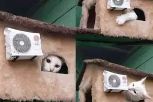 10 Status FB lucu orang pelihara kucing ini nyeleneh abis, menghibur 