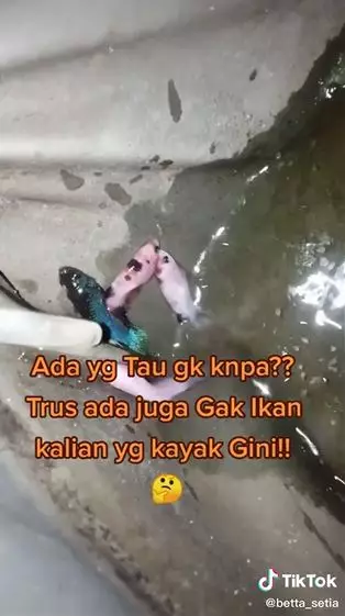 ikan cupan nongkrong dipinggiran Berbagai sumber ikan cupan nongkrong dipinggiran Berbagai sumber