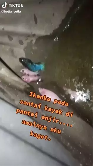 ikan cupan nongkrong dipinggiran Berbagai sumber ikan cupan nongkrong dipinggiran Berbagai sumber