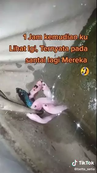 ikan cupan nongkrong dipinggiran Berbagai sumber ikan cupan nongkrong dipinggiran Berbagai sumber