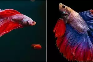 Viral ikan cupang suka 