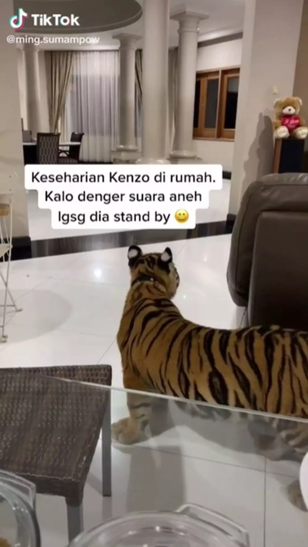 keluarga pelihara harimau © TikTok