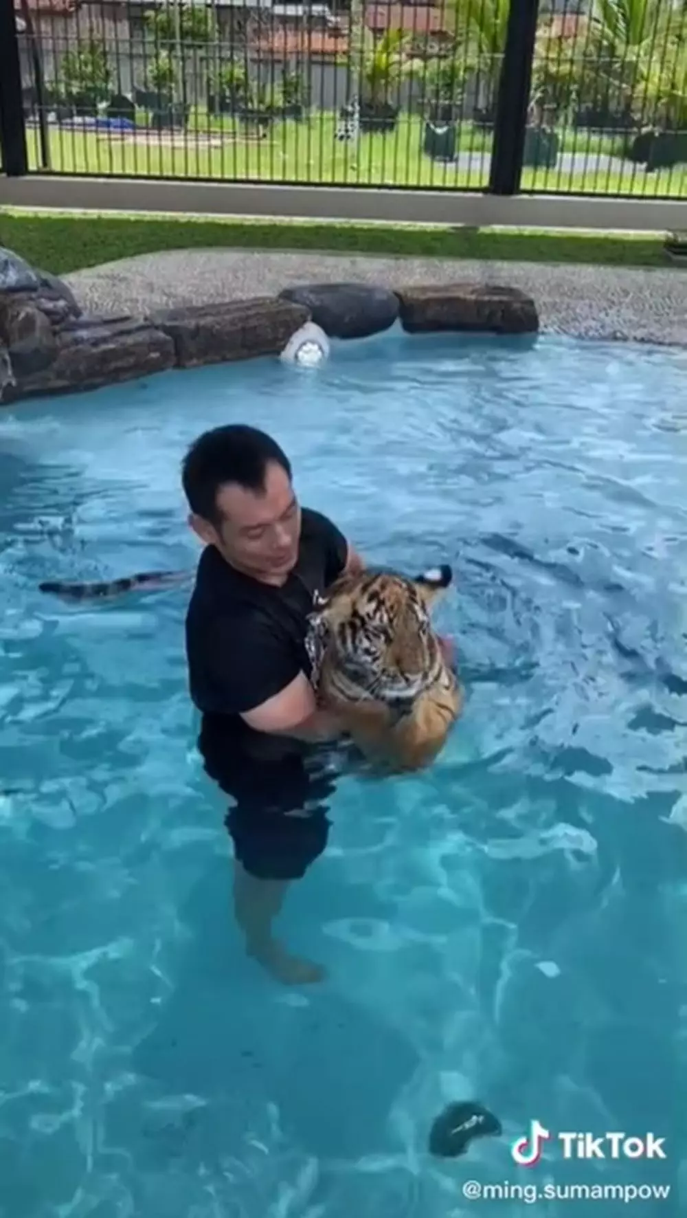 keluarga pelihara harimau © TikTok