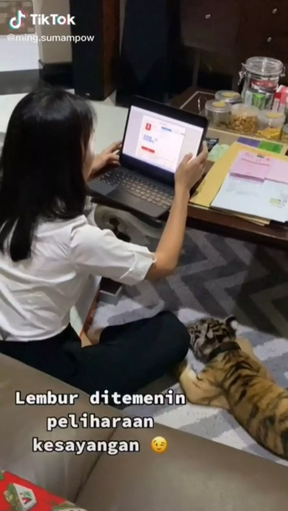 keluarga pelihara harimau © TikTok