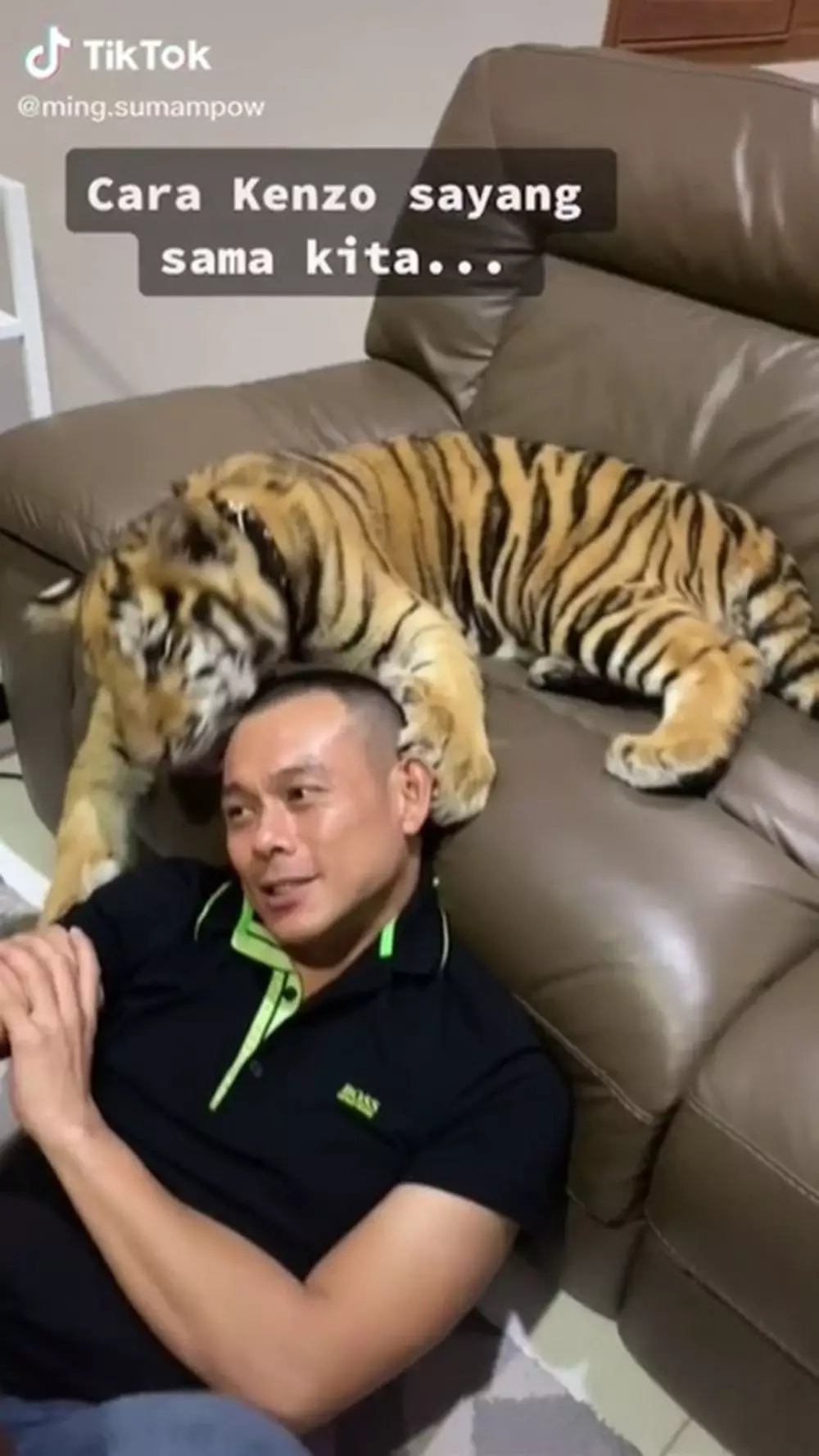 keluarga pelihara harimau © TikTok