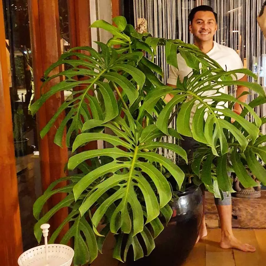 halaman rumah Anjasmara © Instagram