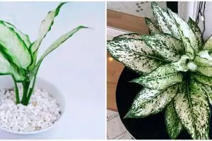 Harga tanaman aglonema putih lengkap dengan cara merawatnya