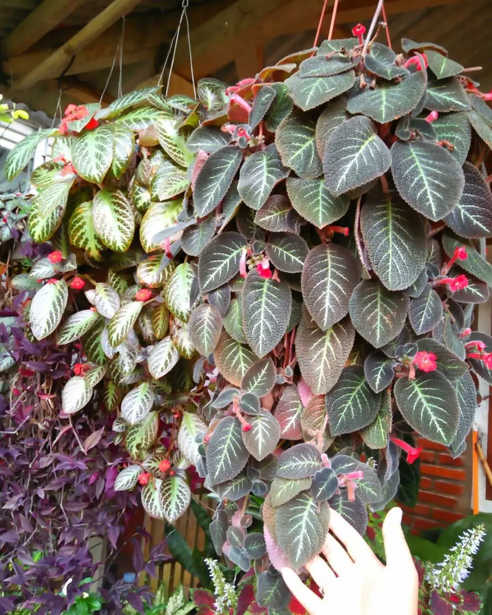 Tips cara menanam tanaman hias gantung Instagram ; freepik © 2021 brilio.net