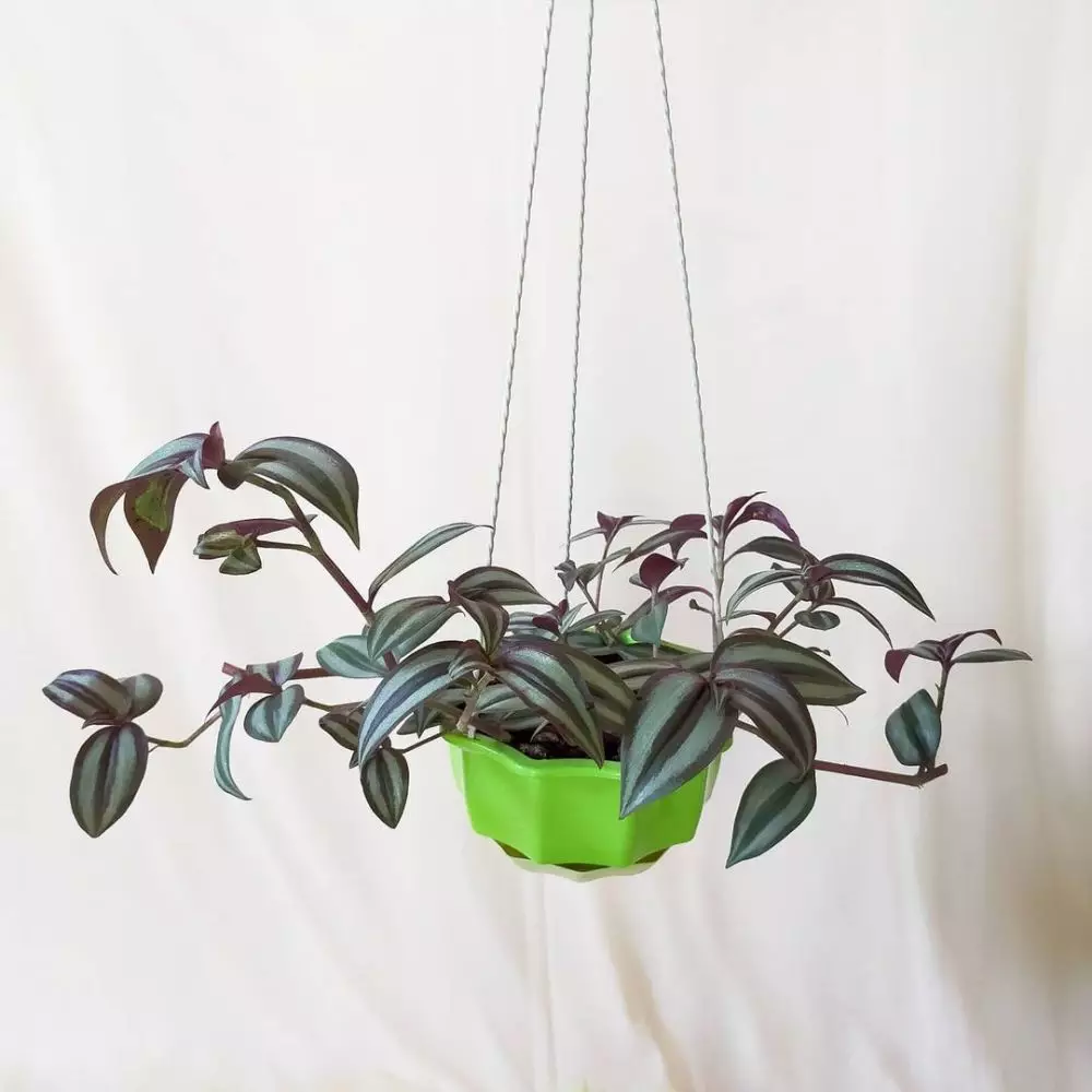 Tips cara menanam tanaman hias gantung Instagram ; freepik © 2021 brilio.net