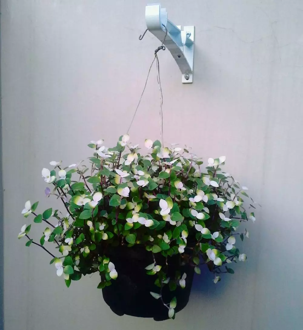 Tips cara menanam tanaman hias gantung Instagram ; freepik © 2021 brilio.net