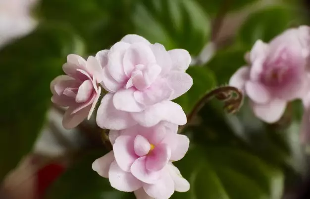 Tanaman hias media tanam air © Istimewa