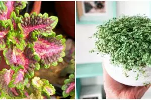 Lidah mertua dan 7 tanaman hias ini bisa hidup dengan media air