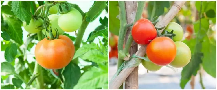 6 Cara menanam tomat hidroponik di rumah, mudah dan sederhana