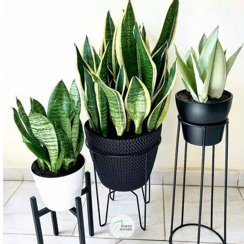 Tanaman pengusir ular Berbagai sumber