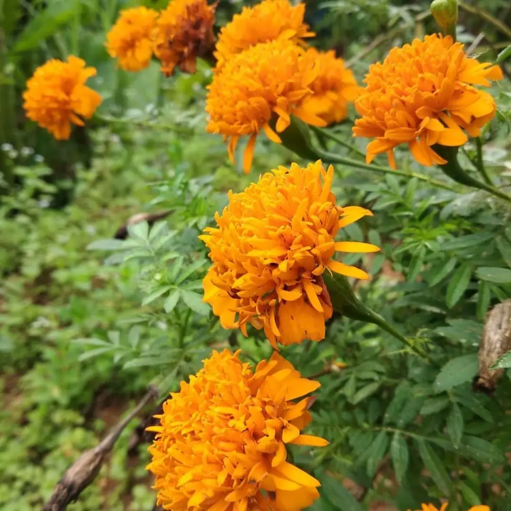 Tanaman pengusir ular Berbagai sumber