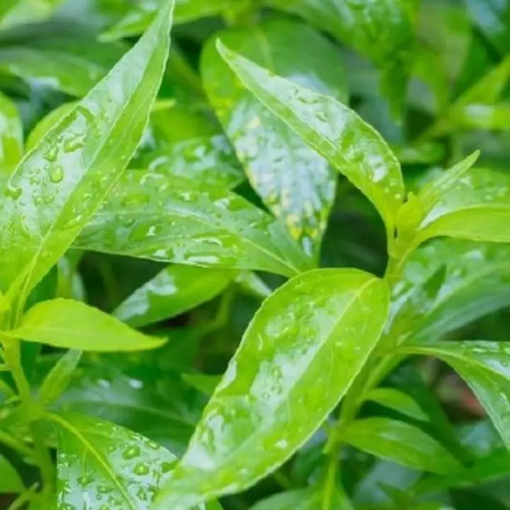 Tanaman pengusir ular Berbagai sumber