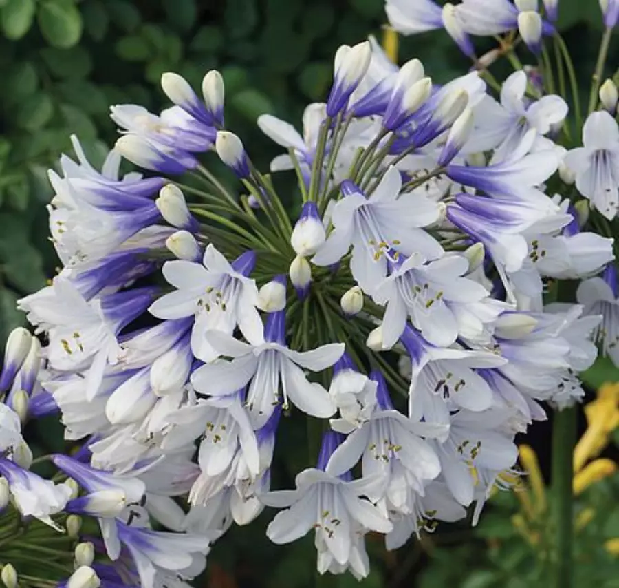 Tanaman pengusir ular Berbagai sumber