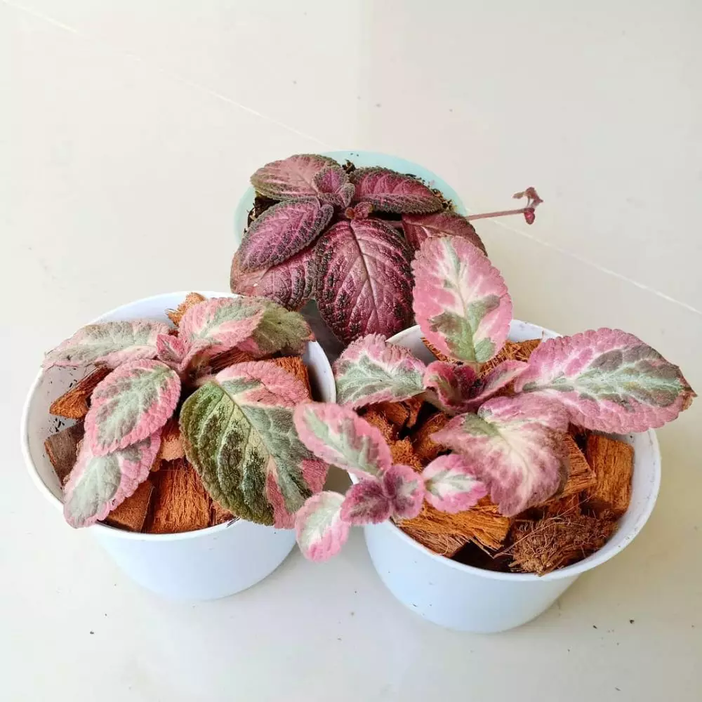 Jenis tanaman hias Episcia atau daun beludru Instagram © 2021 brilio.net