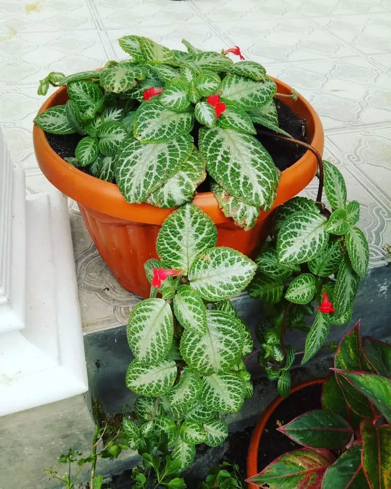 Jenis tanaman hias Episcia atau daun beludru Instagram © 2021 brilio.net