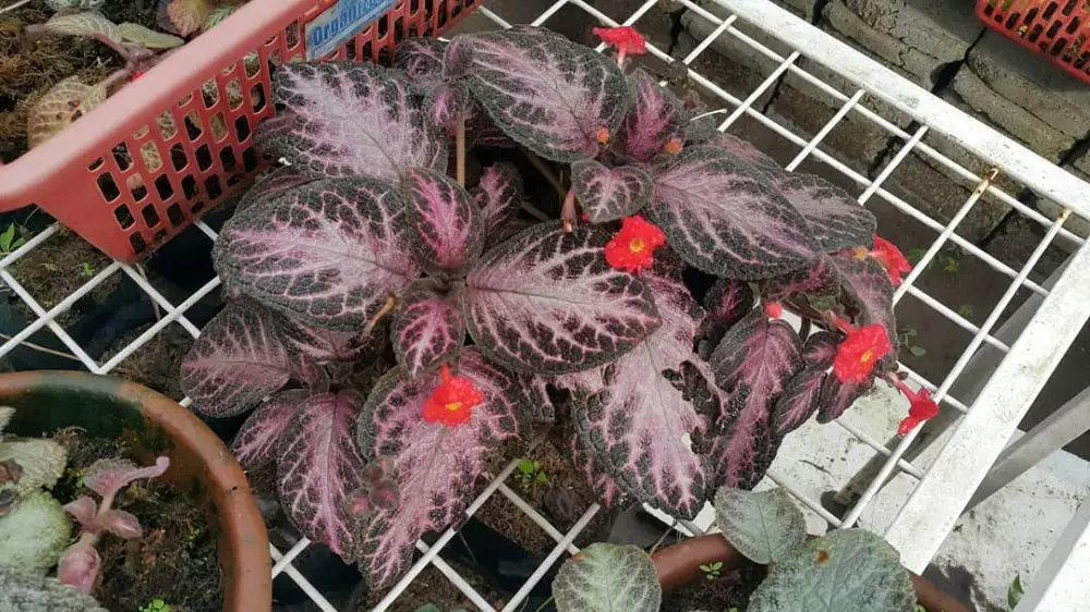 Jenis tanaman hias Episcia atau daun beludru Instagram © 2021 brilio.net