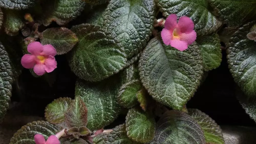 Jenis tanaman hias Episcia atau daun beludru Instagram © 2021 brilio.net