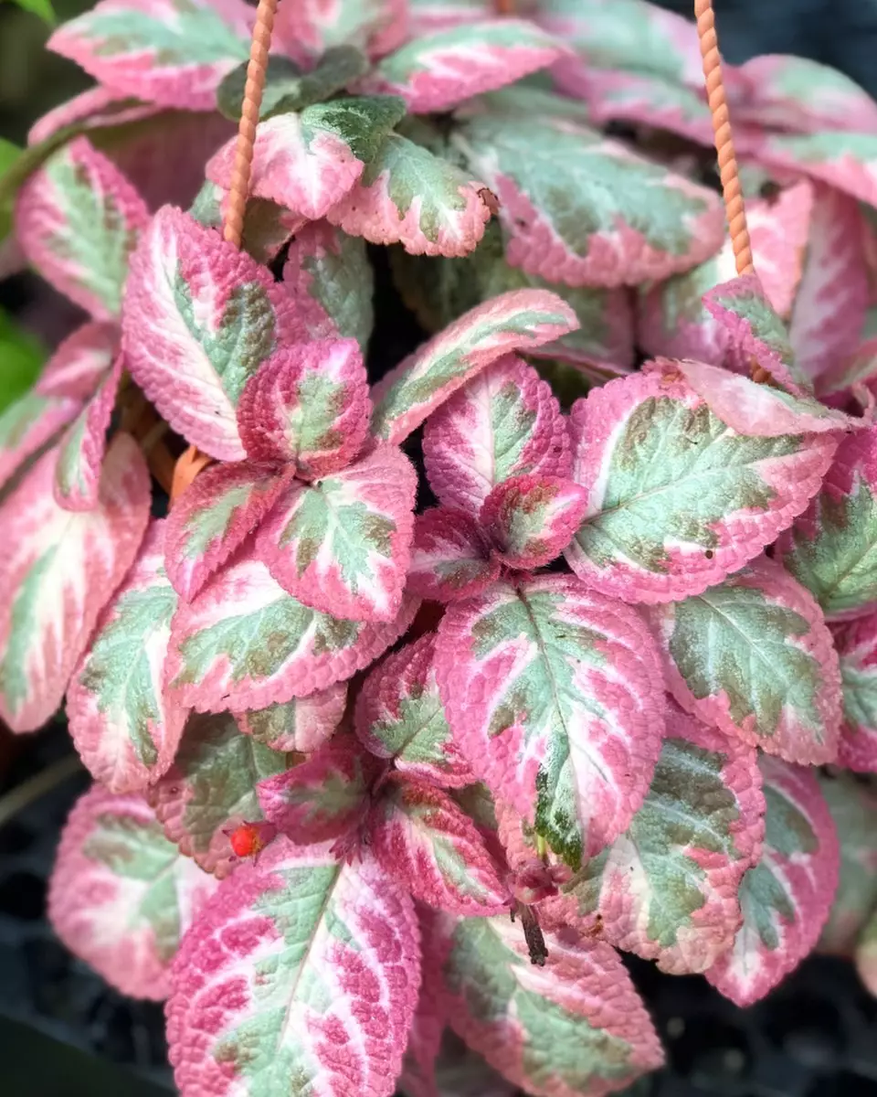 Jenis tanaman hias Episcia atau daun beludru Instagram © 2021 brilio.net