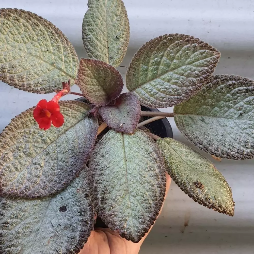 Jenis tanaman hias Episcia atau daun beludru Instagram © 2021 brilio.net