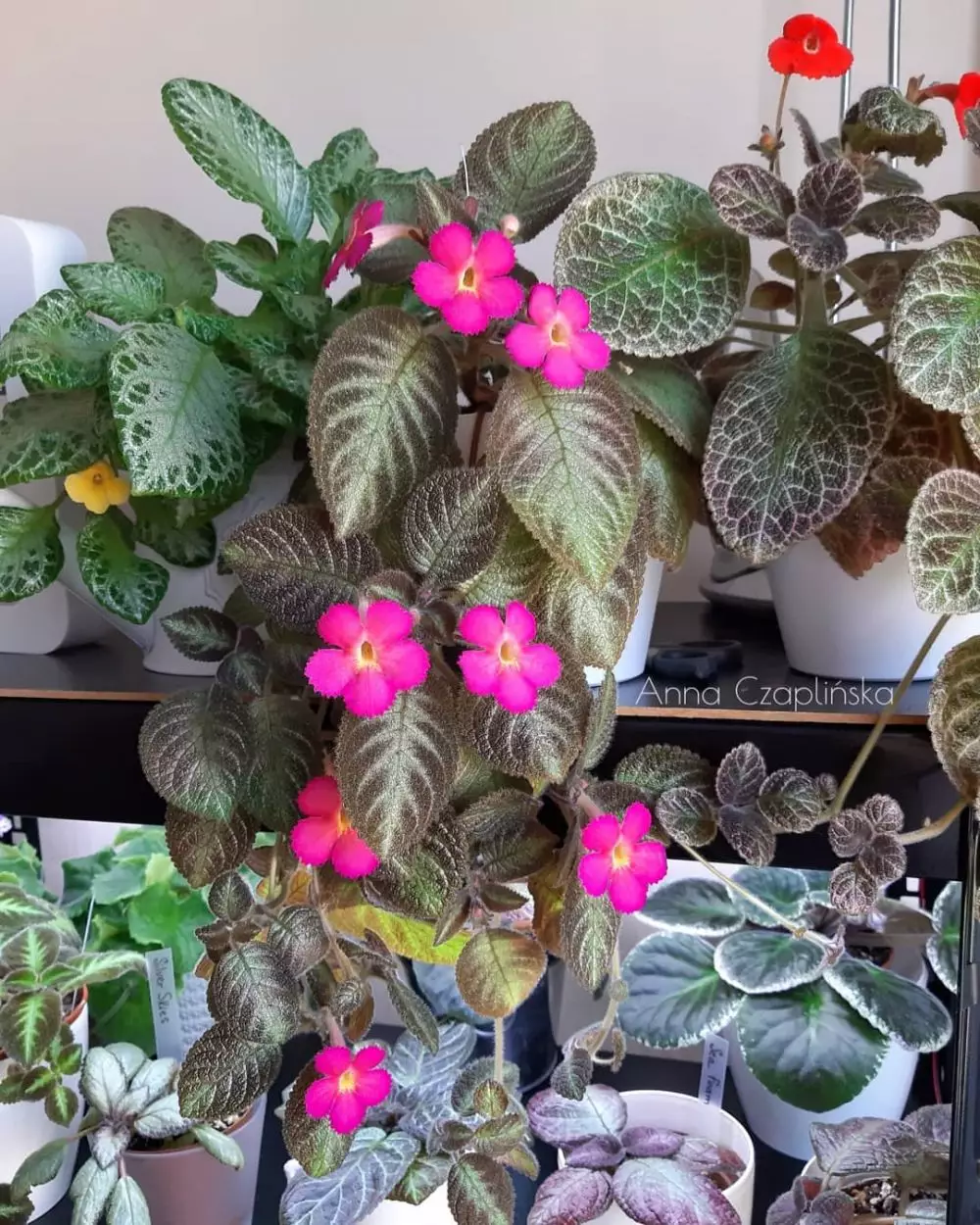 Jenis tanaman hias Episcia atau daun beludru Instagram © 2021 brilio.net