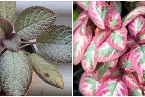 10 Jenis tanaman hias Episcia atau daun beludru, untuk dekorasi rumah